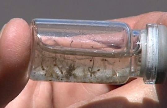 Larvas do Aedes Aegypti já foram identificados em Chopinzinho