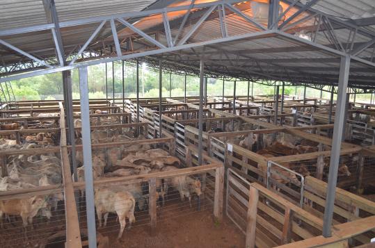 Cobertura de local de leilão de gado é inaugurado